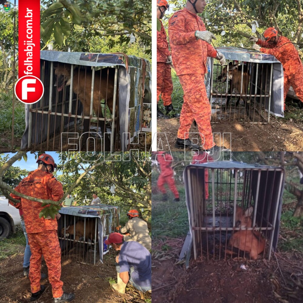 Lobo-guará é resgatado em Carabuçu e solto em área de preservação de Bom Jesus do Itabapoana